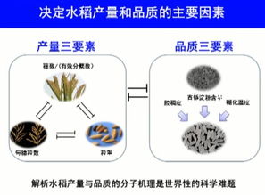 2017年度國(guó)家自然科學(xué)獎(jiǎng)一等獎(jiǎng) 水稻高產(chǎn)優(yōu)質(zhì)性狀形成的分子機(jī)理及品種設(shè)計(jì)